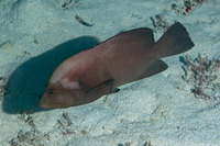 Aethaloperca rogaa (Redmouth Grouper)