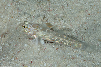 Fusigobius melacron (Blacktip Sandgoby)