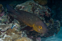 Macolor macularis (Midnight Snapper)