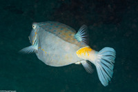 Ostracion cubicum (Yellow Boxfish)