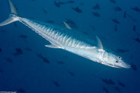 Scomberomorus commerson (Narrow-Barred Spanish Mackerel)