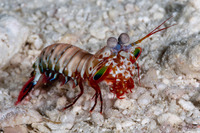 Odontodactylus scyllarus (Peacock Mantis Shrimp)