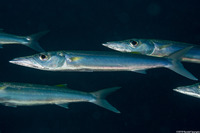Sphyraena forsteri (Bigeye Barracuda)