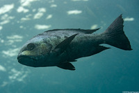 Macolor niger (Black Snapper)