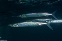 Hyporhamphus dussumieri (Dussumier's Halfbeak)
