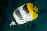 Chaetodon ulietensis (Pacific Double-Saddle Butterflyfish)