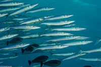 Sphyraena forsteri (Bigeye Barracuda)