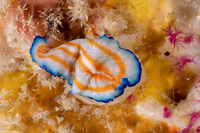 Pseudoceros sp.1 (Pseudoceros sp.1)