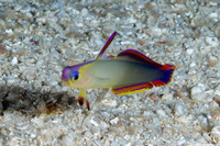 Nemateleotris decora (Decorated Dartfish)