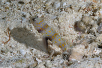 Amblyeleotris guttata (Spotted Shrimpgoby)