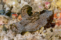 Notodoris  serenae (Gray Norse God)