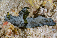 Notodoris  serenae (Gray Norse God)