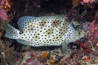 Cromileptes altivelis (Barramundi)
