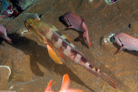 Cephalopholis sexmaculata (Saddle Grouper)