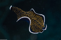 Thysanozoon nigropapillosum (Thysanozoon Nigropapillosum)