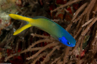 Hoplolatilus starcki (Bluehead Tilefish)