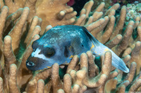Arothron nigropunctatus (Blackspotted Puffer)