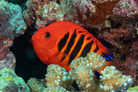 Centropyge loriculus (Flame Angelfish)