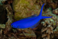 Hoplolatilus starcki (Bluehead Tilefish)