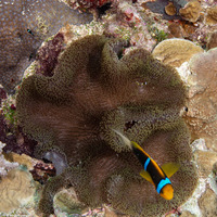 Stichodactyla mertensii (Merten's Carpet Anemone)