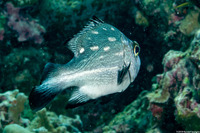 Macolor macularis (Midnight Snapper)