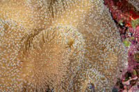 Sarcophyton trocheliophorum (Elephant Ear Coral)