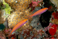 Pseudanthias dispar (Redfin Anthias)