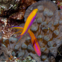 Pseudanthias tuka (Purple Anthias)