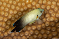Centropyge vroliki (Pearl-Scaled Angelfish)