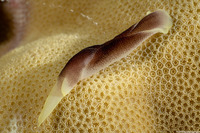Chelidonura amoena (Lovely Headshield Slug)