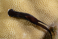 Mariaglaja inornata (Headband Headshield Slug)