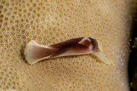 Chelidonura amoena (Lovely Headshield Slug)