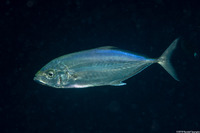 Carangoides plagiotaenia (Barcheek Trevally)