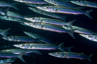 Sphyraena forsteri (Bigeye Barracuda)