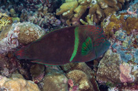 Coris aygula (Clown Coris)