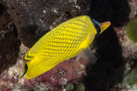 Chaetodon rafflesii (Latticed Butterflyfish)