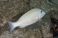 Lethrinus obsoletus (Orange-Striped Emperor)