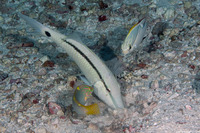 Parupeneus barberinus (Dash-Dot Goatfish)