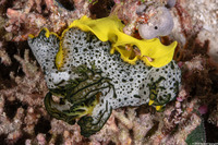 Notodoris  serenae (Gray Norse God)