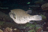 Arothron caeruleopunctatus (Blue-Spotted Puffer)