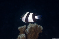 Dascyllus aruanus (Humbug Dascyllus)