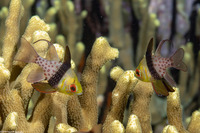 Sphaeramia nematoptera (Pajama Cardinalfish)