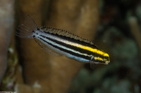Petroscirtes breviceps (Shorthead Fangblenny)