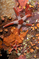 Fromia monilis (Peppermint Sea Star)