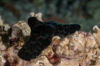 Coriocella nigra (Black Velvetinid)