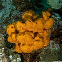 Stylissa massa (Stylissa massa)