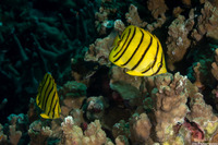 Chaetodon octofasciatus (Eight-Banded Butterflyfish)