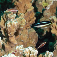 Eviota nigriventis (Redbelly Dwarfgoby)