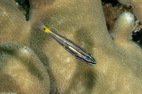 Cheilodipterus isostigmus (Toothy Cardinalfish)