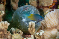 Pomacentrus nigromanus (Goldback Damsel)
